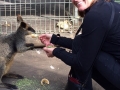 Angie feeding Wallaby